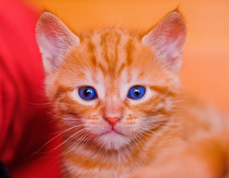 Рыжий кот с голубыми глазами порода