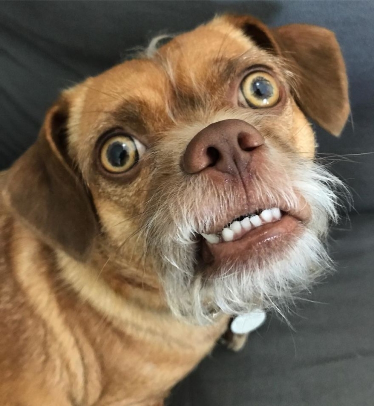 Собака с языком на бок