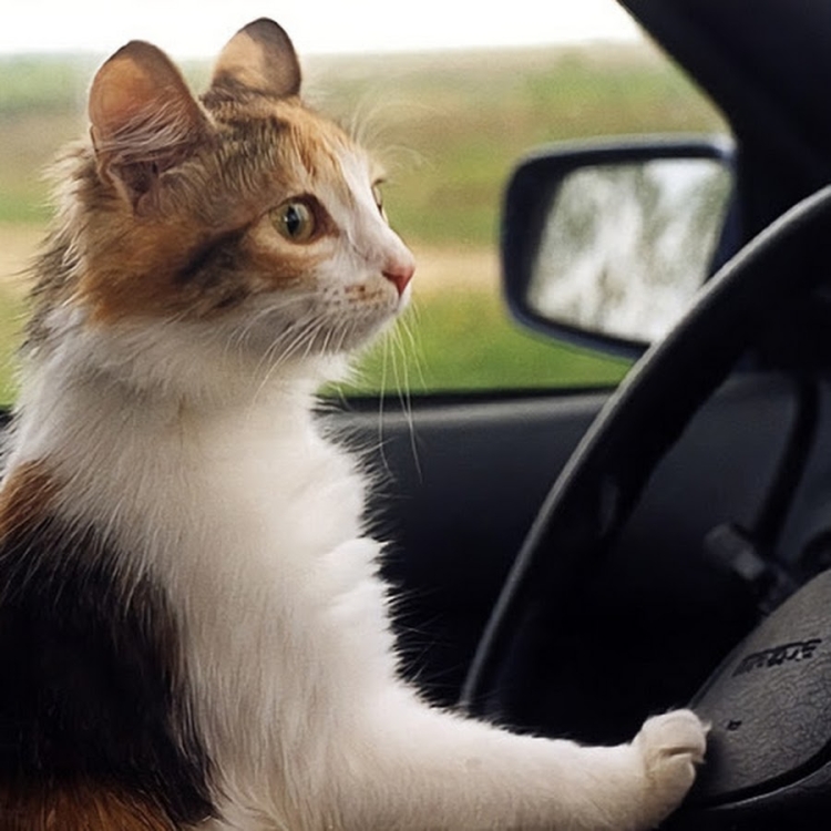 Кот водитель