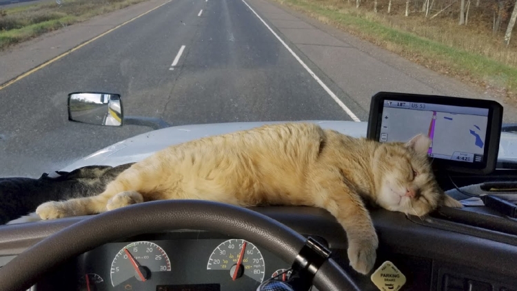 Котенок под машиной