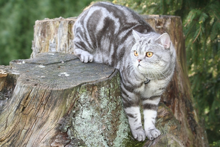 Британская кошка короткошерстная полосатая