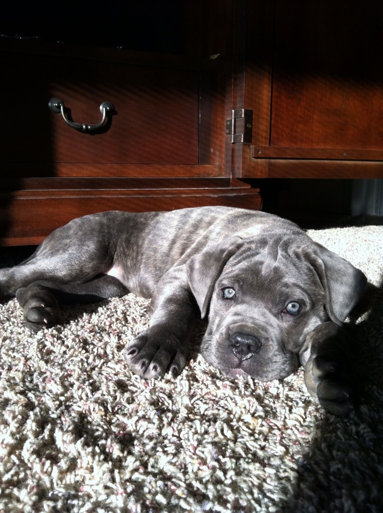 Cane Corso Puppy