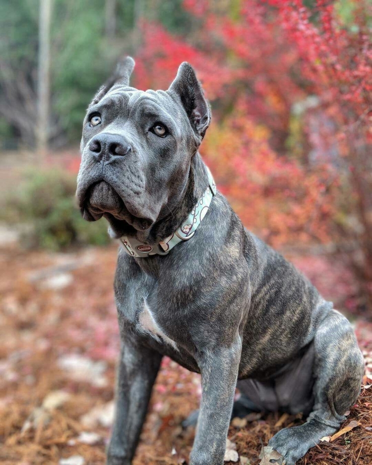 Кане Корсо (Cane Corso)