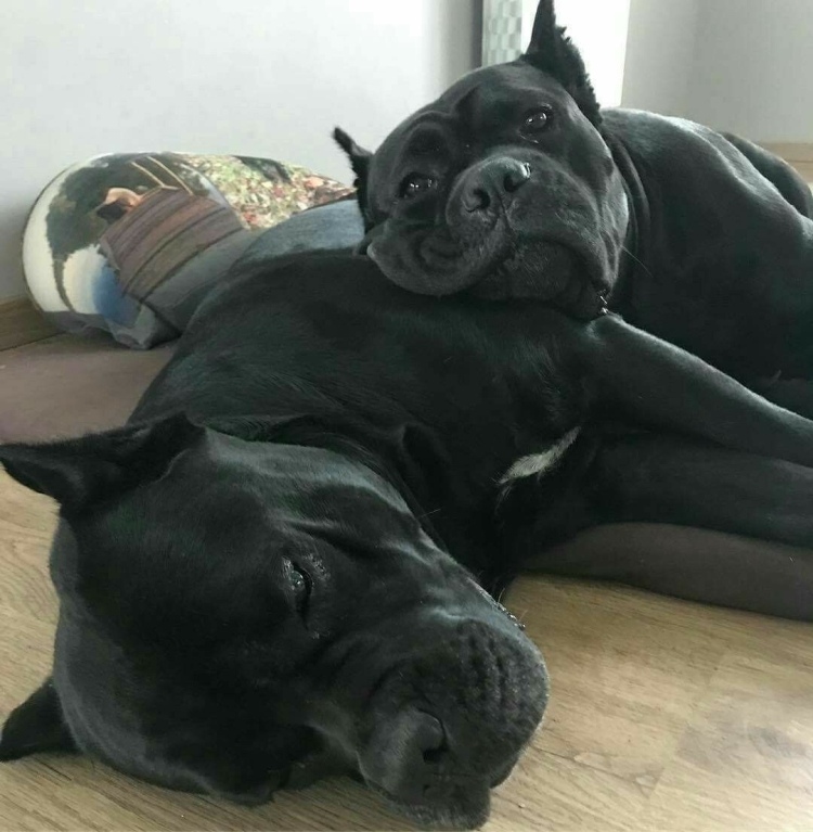 Кане Корсо спит