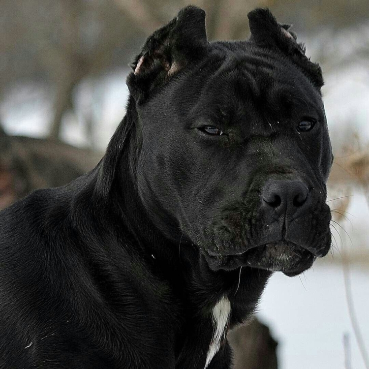 Кане Корсо черный