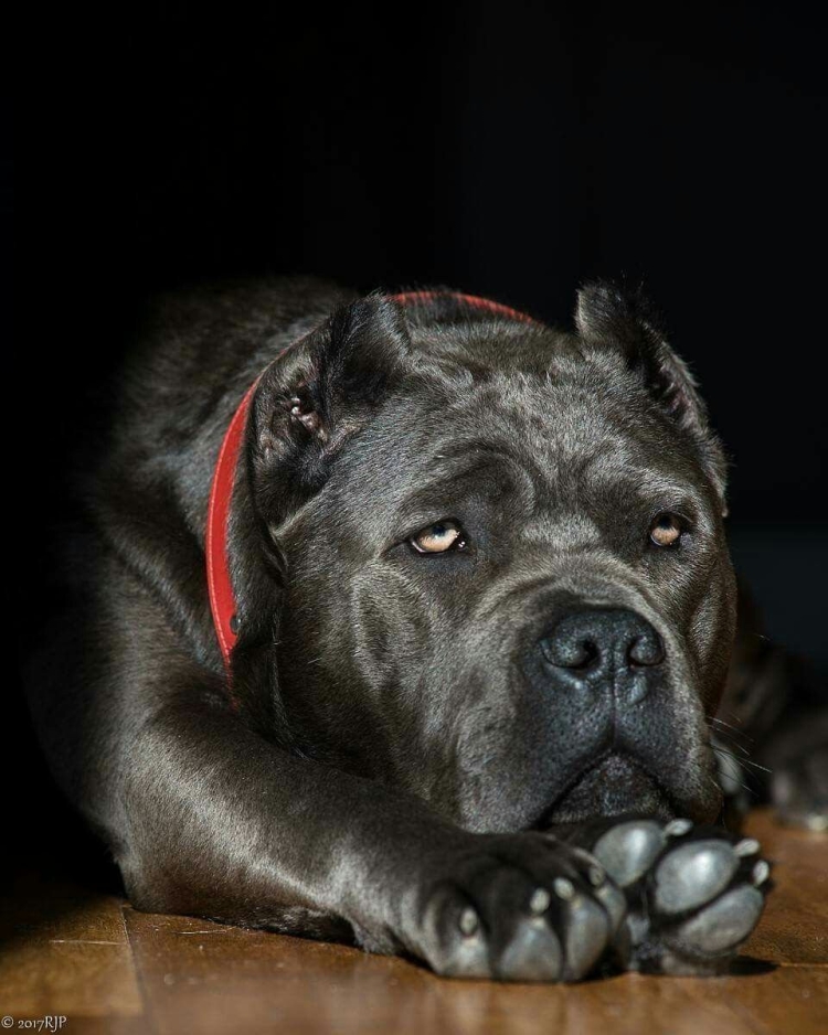 Кане Корсо
