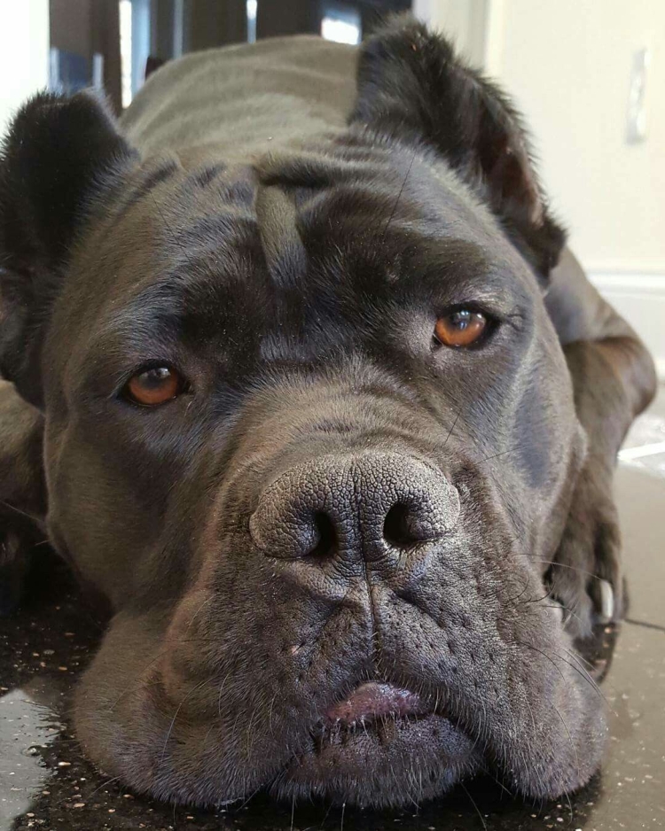 Italian Mastiff Breed description photo