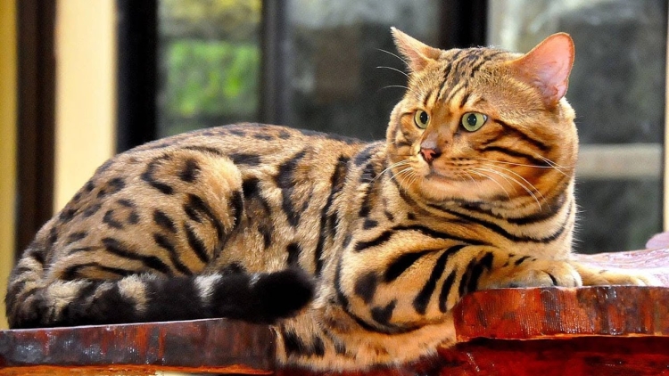 Рыжий бенгальский кот