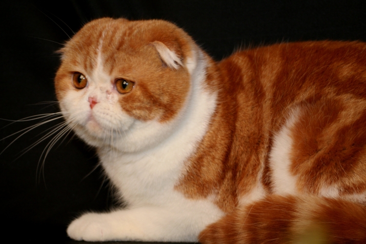 Шотландская вислоухая кошка рыжая