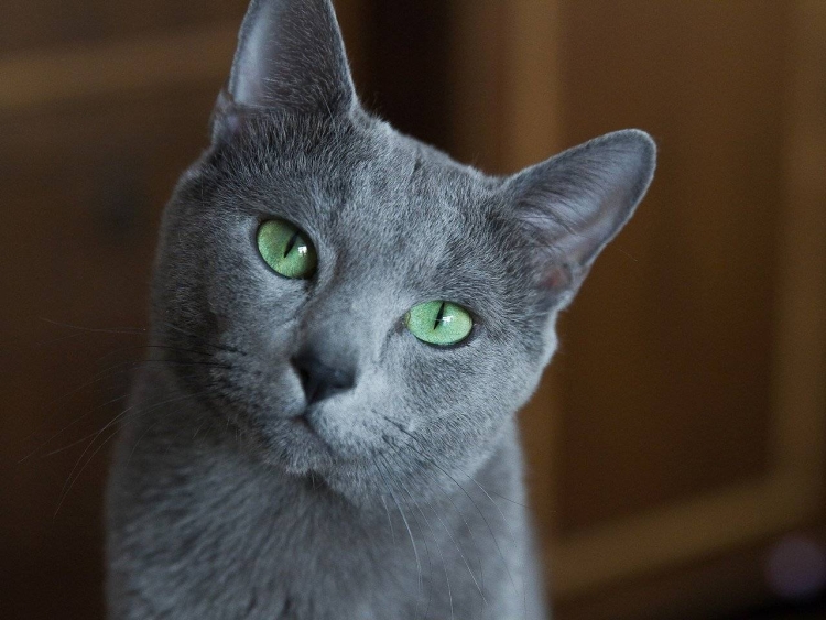Кошки с зелеными глазами порода