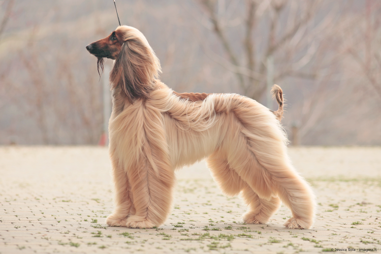 Собака с длинными волосами