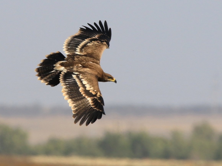 Обыкновенная сизоворонка Coracias garrulus