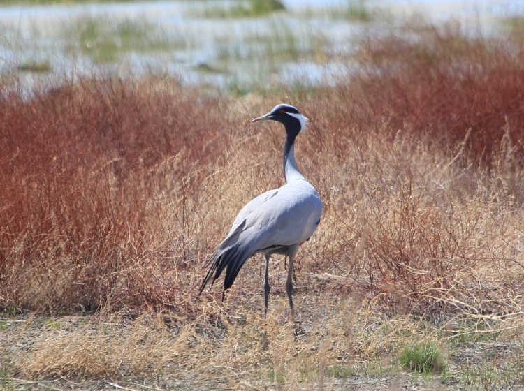 Японский (Уссурийский) журавль Grus japonensis