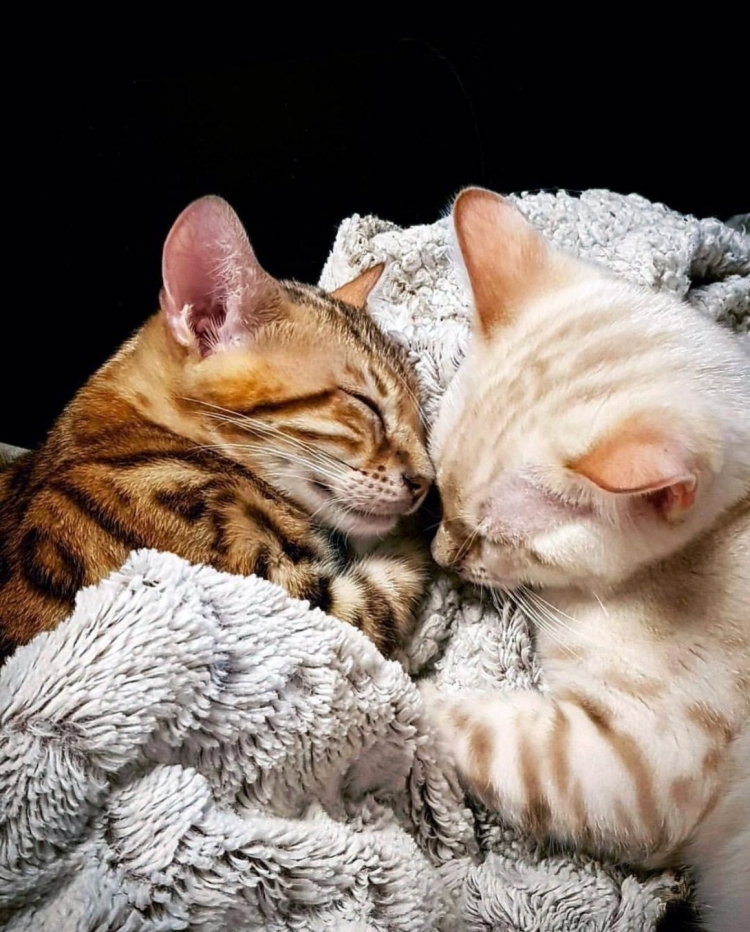 Кот кошка и котенок