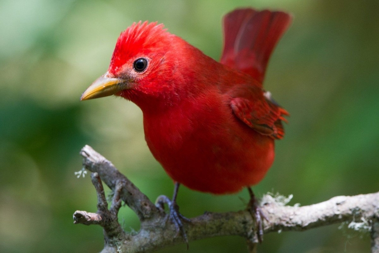 Птица красного цвета