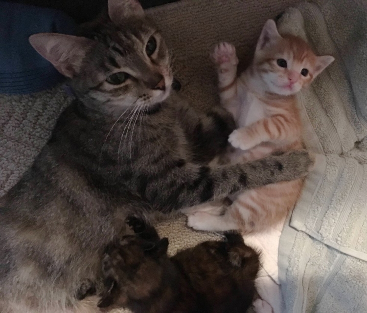 Мама кошка и котенок