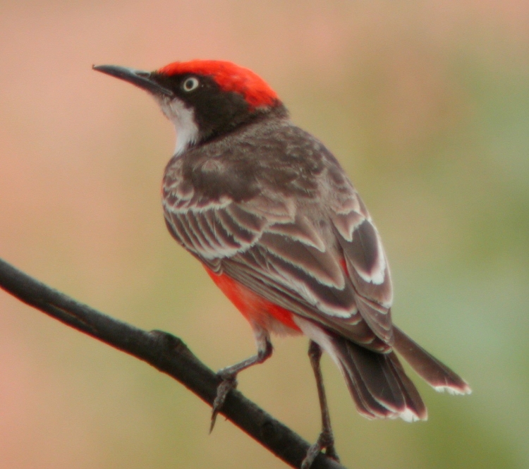 Птица с красным хвостом