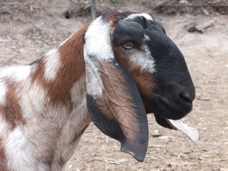 Порода коз с длинными ушами