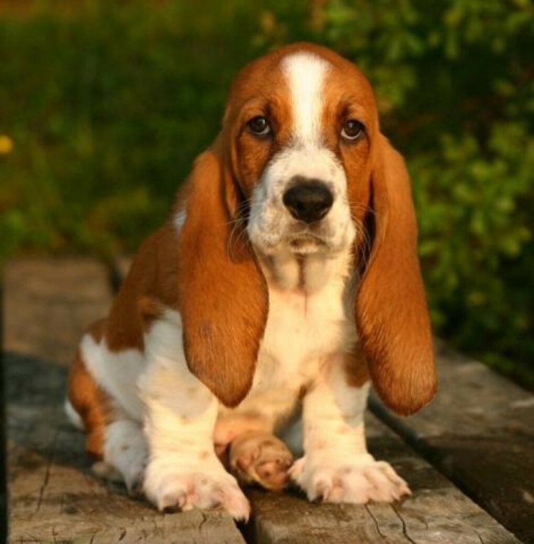 Маленькая собака с длинными ушами