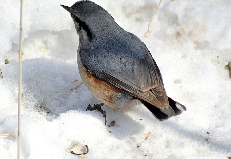 Зимующие птицы южного урала