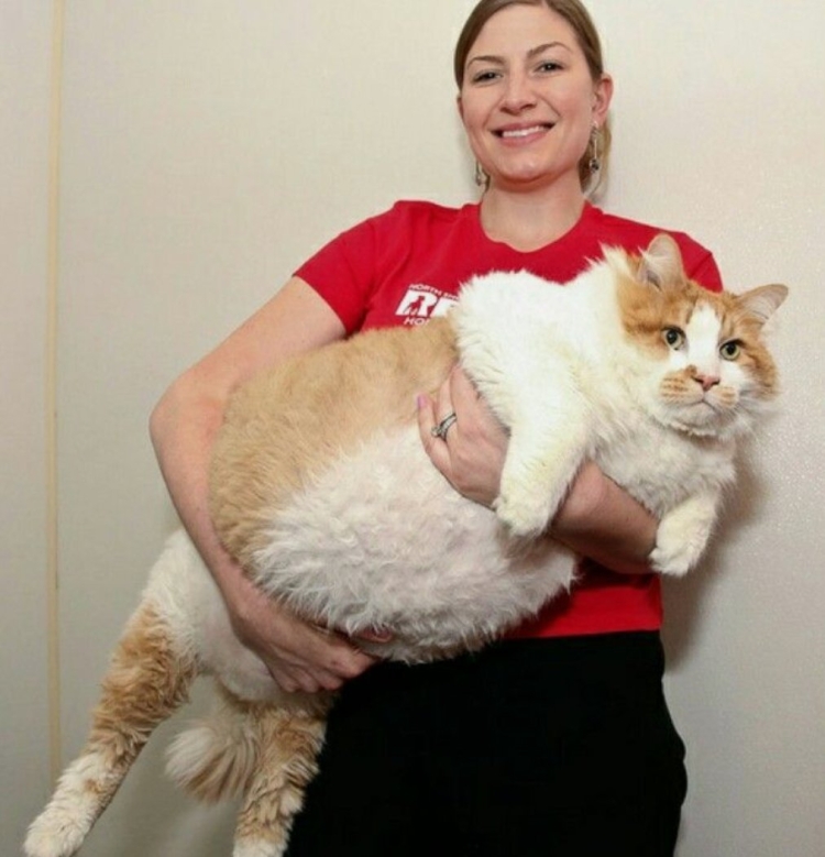 Самая огромная кошка в мире