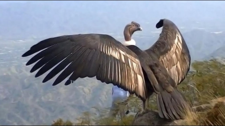Самая большая птица в мире летающая