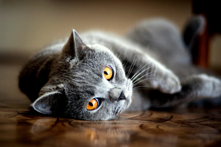 Серый кот с желтыми глазами