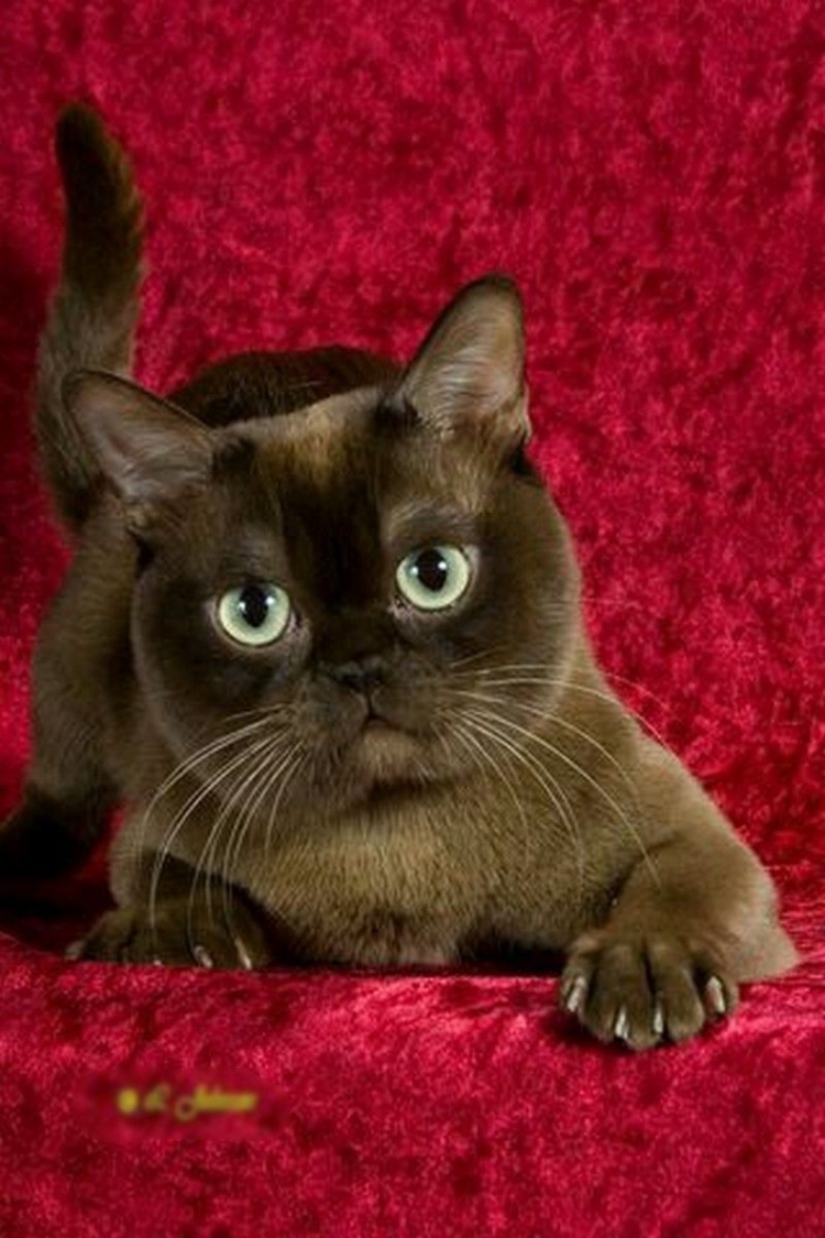 Бурманская кошка шоколадного окраса