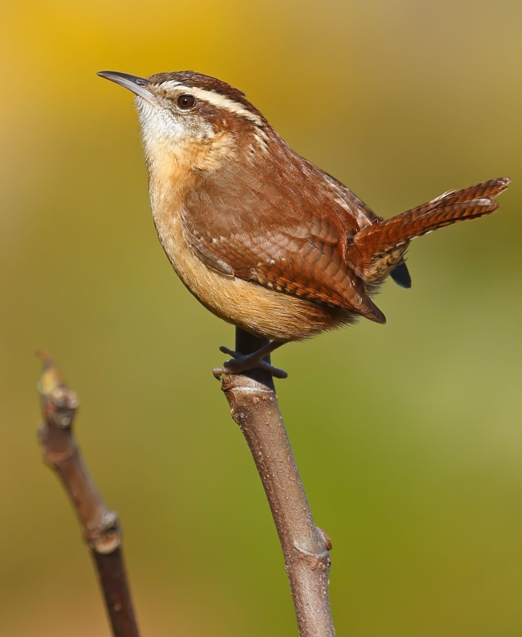 Птица с коричневым хвостом