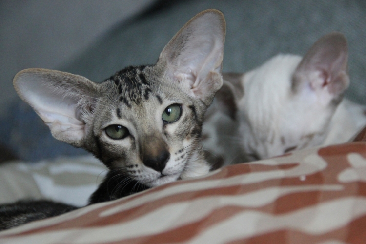 Коты с большими ушами ориенталы