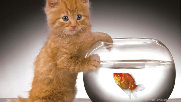Кот и рыбка