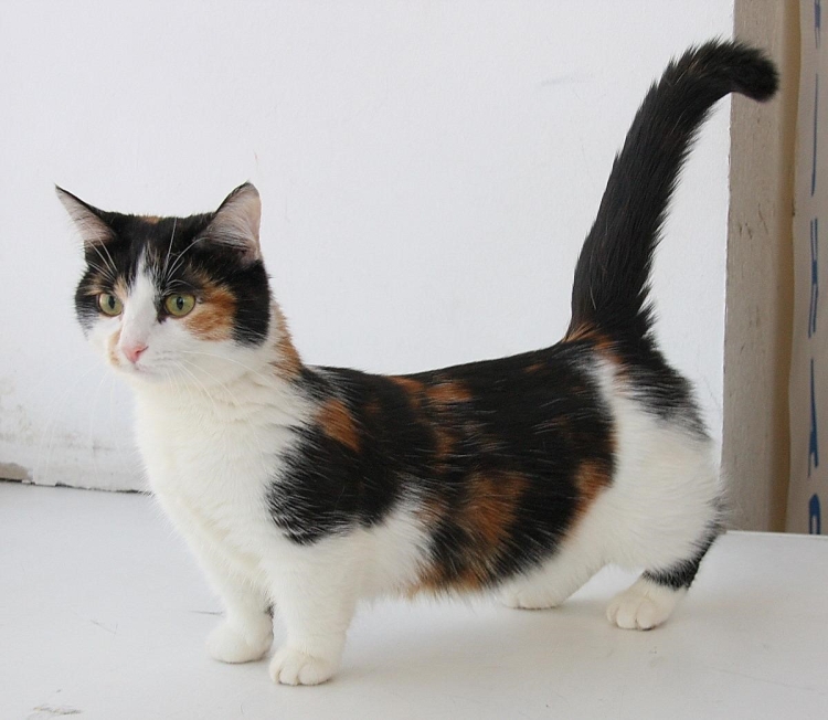 Трехцветная кошка порода
