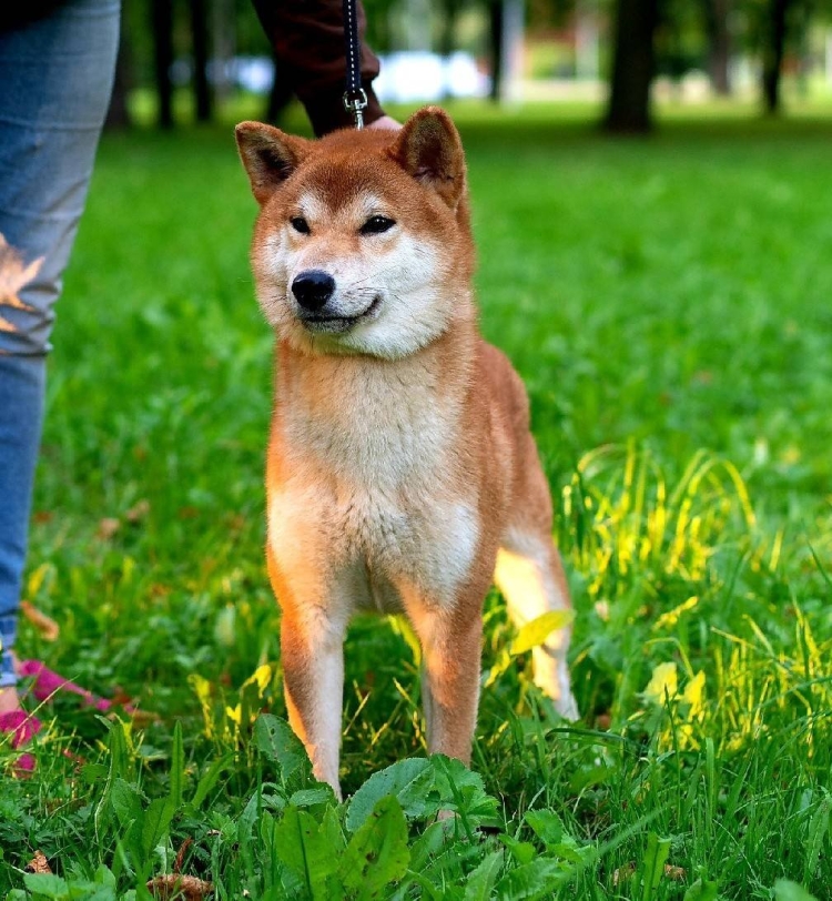 Шиба ину