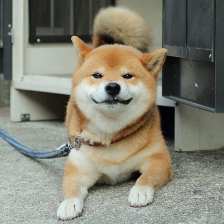 Сиба ину