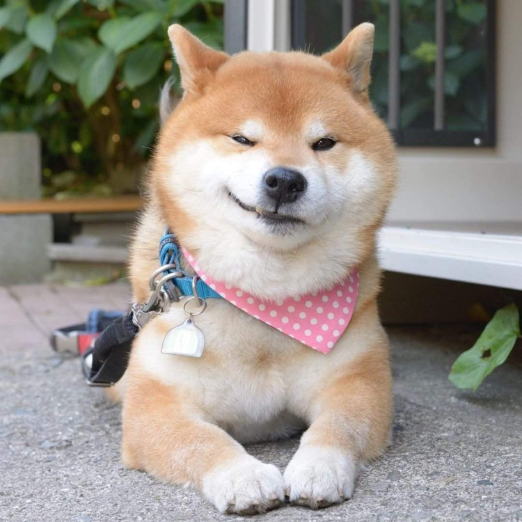 Сиба ину
