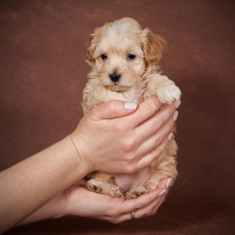 Мальтипу гладкошерстный