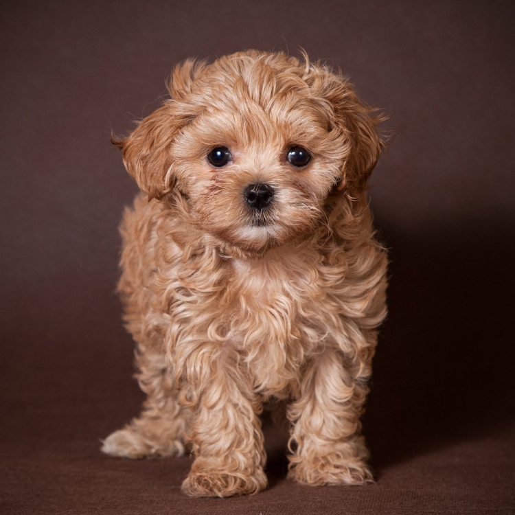 Мальтипу Купер