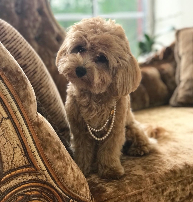 Порода мальтипу пудель