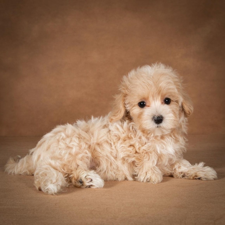 Мальтипу ред Браун