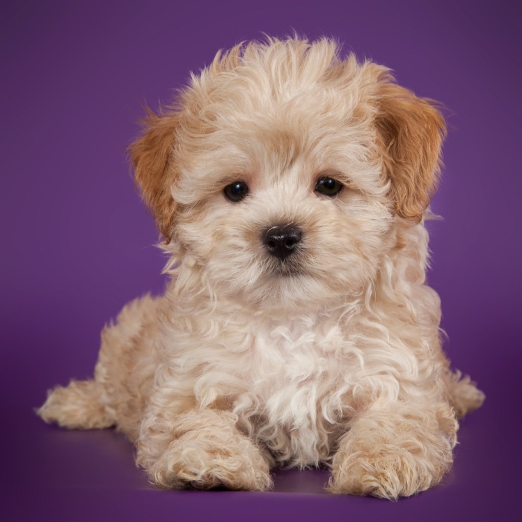 Пудель мальтипу