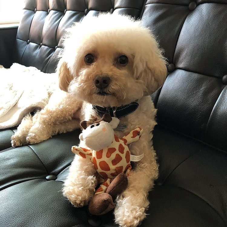 Кавапу и мальтипу