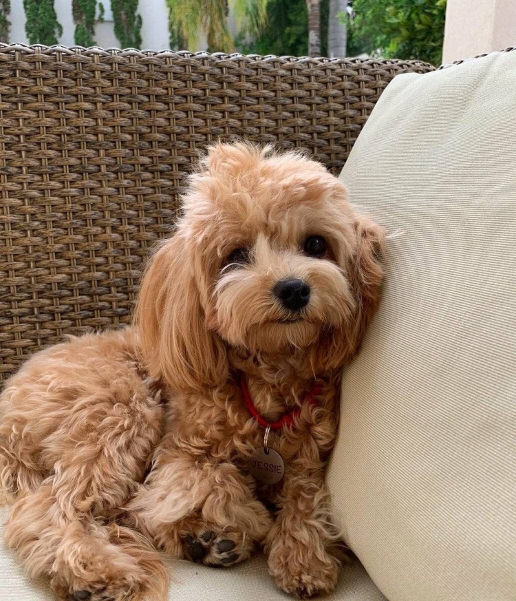 Мальтипу карликовый