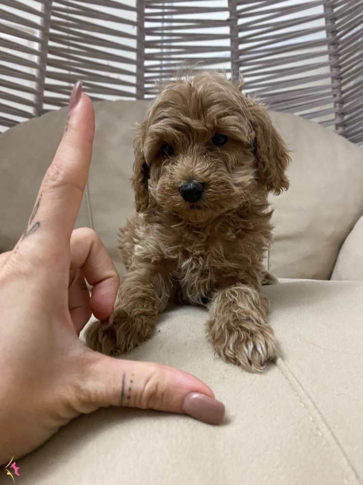 Мальтипу мини щенок