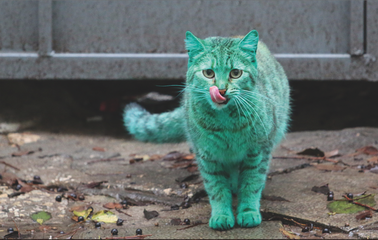 Кот Ричард Саундерс