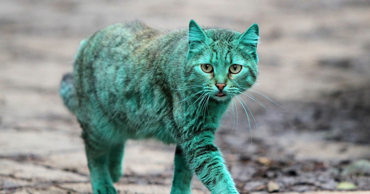 Зеленая кошка
