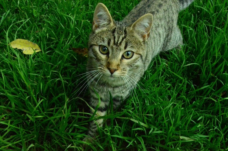 Котенок на зеленом фоне