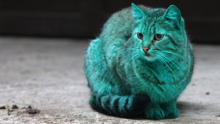 Зеленая кошка