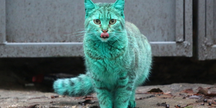 Зеленый кот простой рисунок