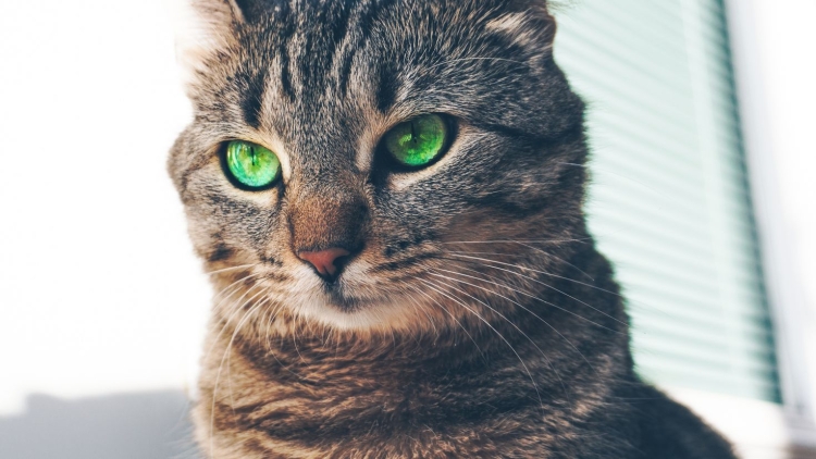 Зеленый кот