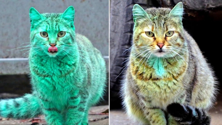 Кошка с изумрудными глазами